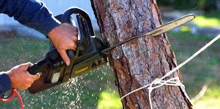 Best Stump Grinding and Removal  in New City, NY