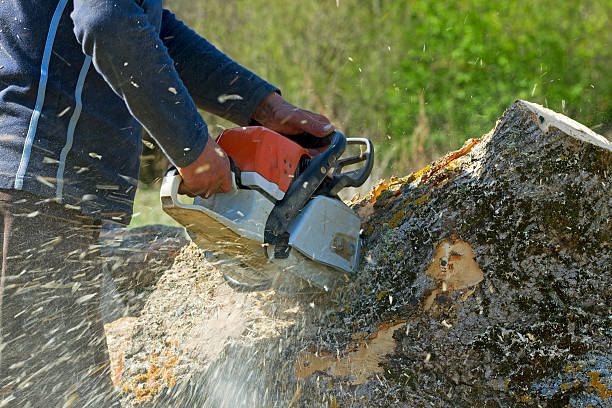 Best Root Management and Removal  in New City, NY